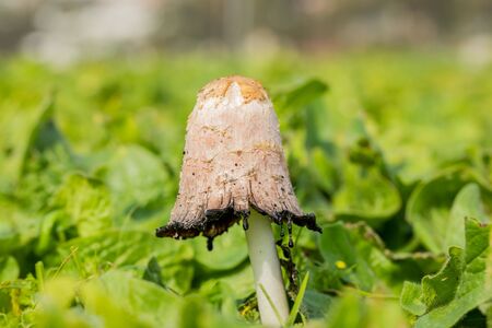 Coprinus comatus, The Shaggy Ink Cap, Lawyer's Wig, or Shaggy Mane Wild edible mushroom growing in a country meadowの写真素材