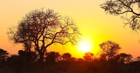 Silhouetted trees with dramatic red sky at sunset in South African bushの写真素材