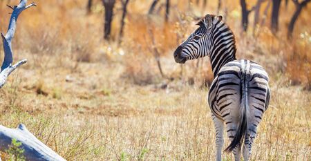 African Zebra on safari in a South African game reserveの写真素材