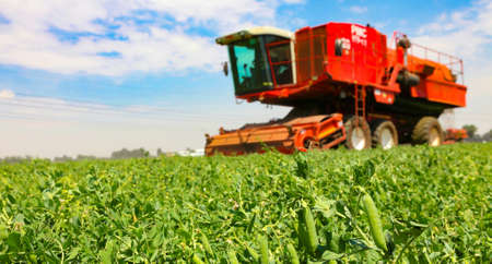 Johannesburg, South Africa - October 27 2010: Commercial Pea Farming with a Combine Harvesterのeditorial素材