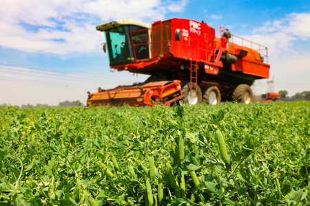 Johannesburg, South Africa - October 27 2010: Commercial Pea Farming with a Combine Harvesterのeditorial素材