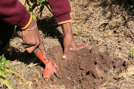 Close up of African child hands planting vegetables in soil