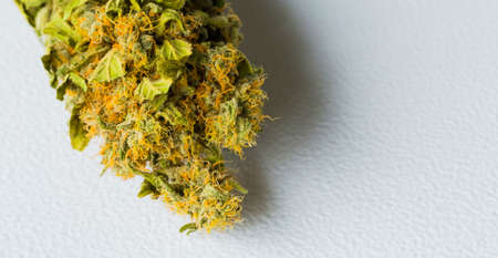 Macro close up of a dried Cannabis Medical Marijuana plant with focus on the resinous flowerの写真素材