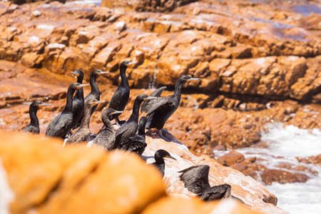 A flock of Cape cormorant black aquatic sea birds on the coast of False Bay, Cape Town South Africaの写真素材