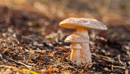 Close-up Amanita Rubescens, The Blusher Mushrooms in a Pine Forest Plantation in Tokai Forest Cape Townの写真素材