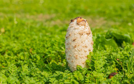 Coprinus comatus, The Shaggy Ink Cap, Lawyer's Wig, or Shaggy Mane Wild edible mushroom growing in a...