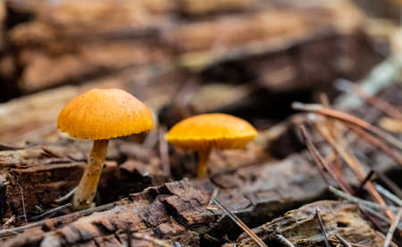 Close-up Mushrooms in a Pine Forest Plantation in Tokai Forest Cape Town, South Africaの写真素材