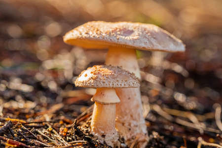 Close-up Amanita Rubescens, The Blusher Mushrooms in a Pine Forest Plantation in Tokai Forest Cape...