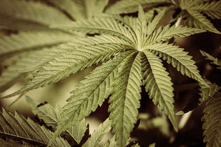 Macro close up of a Cannabis Medical Marijuana plant leafの写真素材