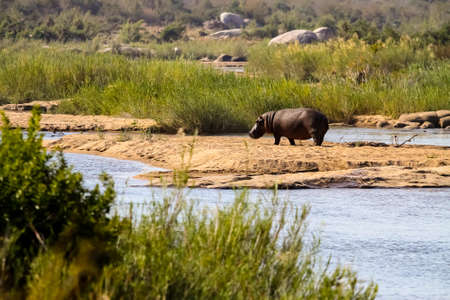 long distance view of a large African Hippopotamus next to a river in a South African wildlife...