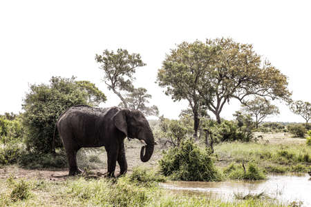 Large Adult African Elephant at a watering hole in a South African game reserveの写真素材