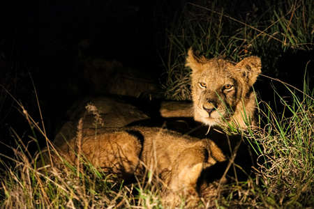 A Pride of African Lions in a Game Reserve at nightの写真素材
