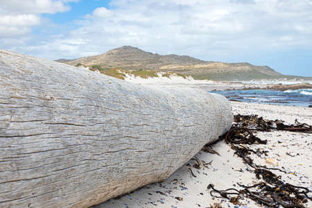 Large driftwood log on sandy beach of Cape Towns stormy coastline on a cloudy dayの写真素材