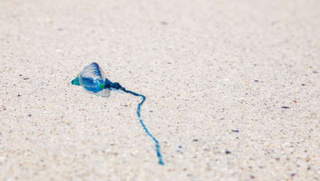 The Portuguese man o' war or Physalia physalis, washed up on a Cape Town beachの写真素材