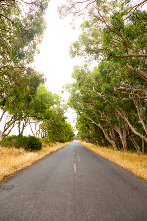 Empty open road with avenue of trees in Cape Town rural areaの写真素材