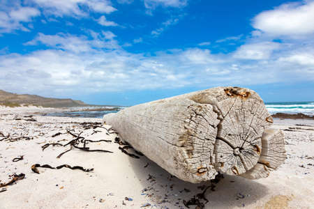 Large driftwood log on sandy beach of Cape Towns stormy coastline on a cloudy dayの写真素材