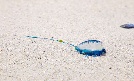 The Portuguese man o' war or Physalia physalis, washed up on a Cape Town beach