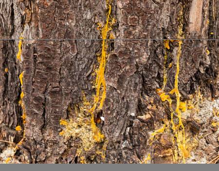 Macro close-up of bark and resin in Pine Forest Plantation in Cape Town