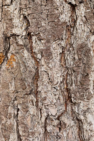 Macro close-up of bark and resin in Pine Forest Plantation in Cape Town