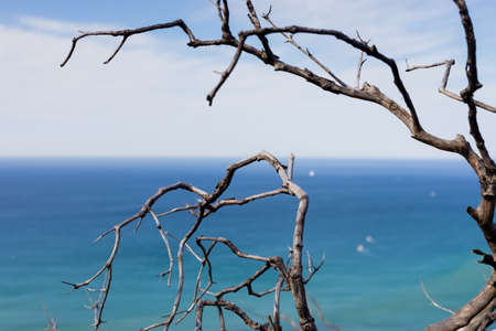 Elevated seascape View of False Bay Cape Town with flora in the foregroundの写真素材
