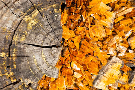 Macro close-up of tree rings and resin in Pine Forest Plantation in Cape Town