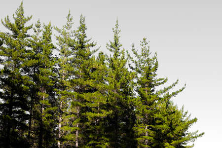 Rows of trees in a Pine Forest Plantation	in Cape Town South Africaの写真素材