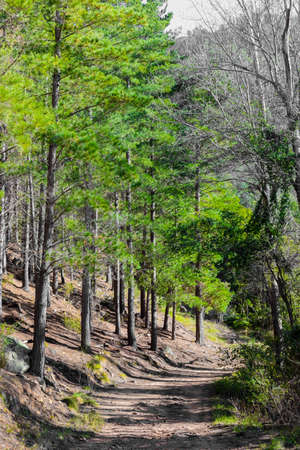 Dirt track through a Pine Forest Plantationin in Cape Town South Africa