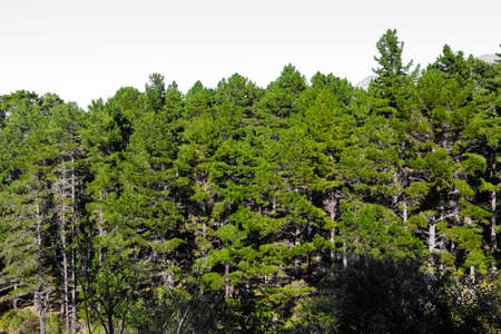 Rows of trees in a Pine Forest Plantation	in Cape Town South Africa