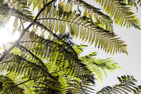Close-up of a sun backlit fern plant leaf against a grey background