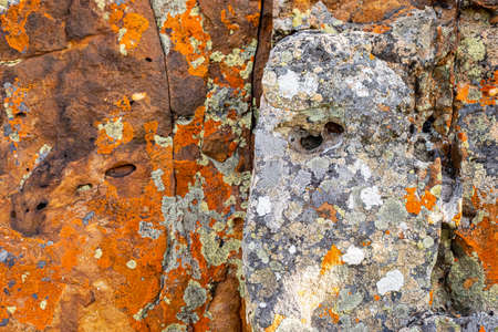 Macro close up texture of orange and black lichen moss growing on mountain rockの写真素材
