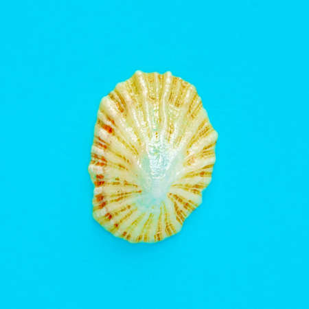 Flat Lay isolated image of a coastal seashell on a light blue background