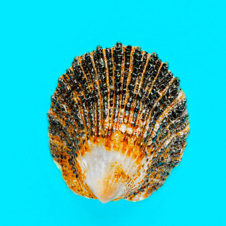 Flat Lay isolated image of a coastal seashell on a light blue backgroundの写真素材