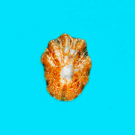 Flat Lay isolated image of a coastal seashell on a light blue backgroundの写真素材