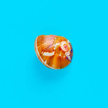 Flat Lay isolated image of a coastal seashell on a light blue background