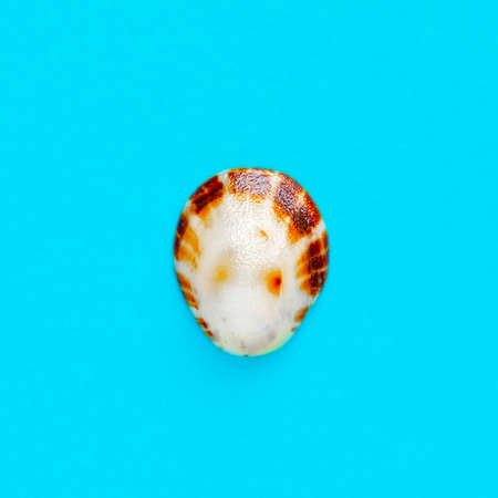 Flat Lay isolated image of a coastal seashell on a light blue background