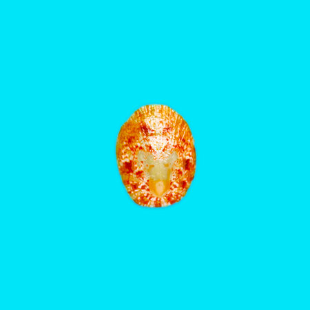 Flat Lay isolated image of a coastal seashell on a light blue background