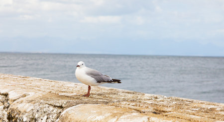 Close up of a Seagull in Kalk Bay Cape Town South Africaの写真素材