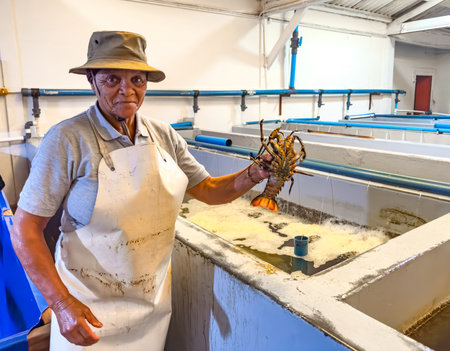 Port Nolloth, South Africa - March 16, 2024: Black female working in a crawfish lobster seafood factoryのeditorial素材