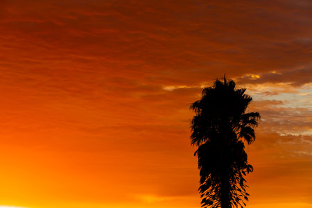 Silhouette of palm tree in small West Coast town of Port Nolloth, South Africaの写真素材
