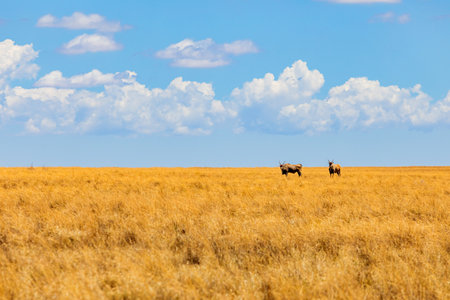View of wildlife animal Eland in game reserve on safari in South Africaの写真素材