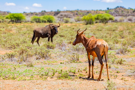 View of wildlife animal Wildebeest in game reserve on safari in South Africaの写真素材