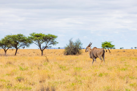 View of wildlife animal Eland in game reserve on safari in South Africaの写真素材