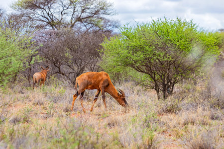 View of wildlife animal Wildebeest in game reserve on safari in South Africaの写真素材