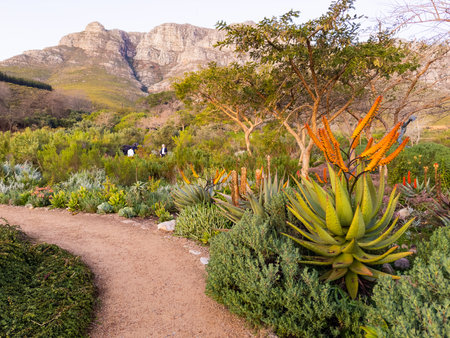 View of Landscaped nature garden in Cape Town, South Africaの写真素材