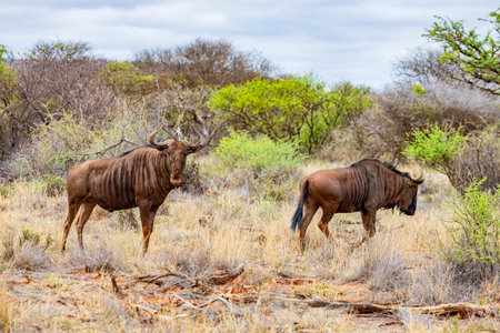 View of wildlife animal Wildebeest in game reserve on safari in South Africaの写真素材