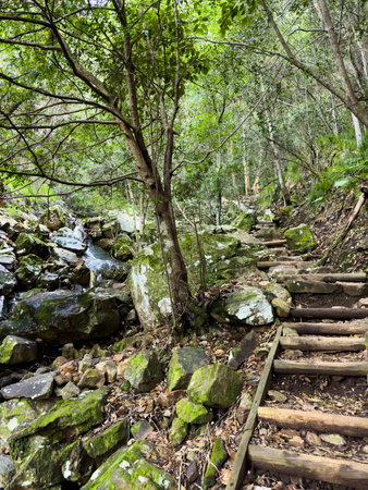 Mysterious hiking trail path through dense mountain forest in Cape Town, South Africa