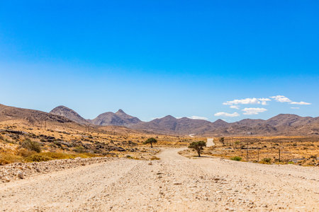 Sparse vegetation on roadside in the Richtersveld National Park, South Africaの写真素材