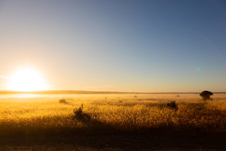 Early morning misty sunrise on farm with grass and dew