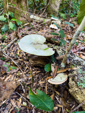 Close up view of mushrooms growing on rotten logs in a forest, South Africa