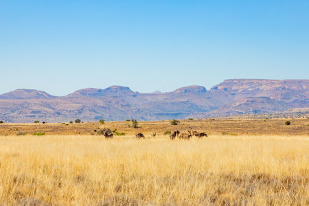 Mountain Zebra grazing in grassland in Game Reserve, South Africa